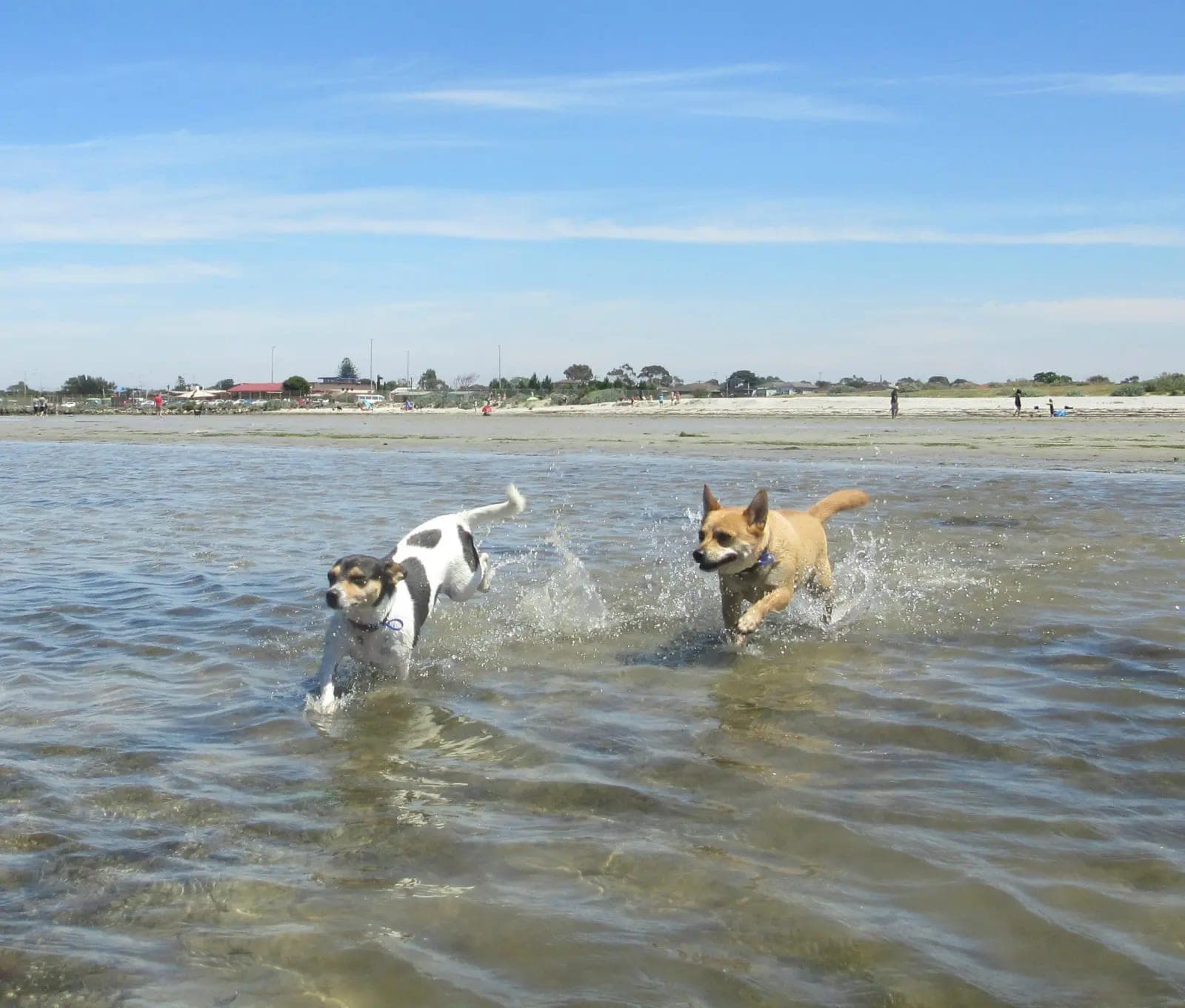 Two dogs off their leads, running through shallow water at Altona Dog Beach, throwing up spray, with the shoreline and beachgoers visible behind them.