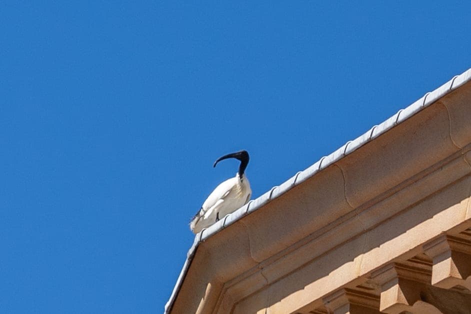 An Australian white ibis standing on the stone roofline of a building, its bill lowered, against a clear blue sky