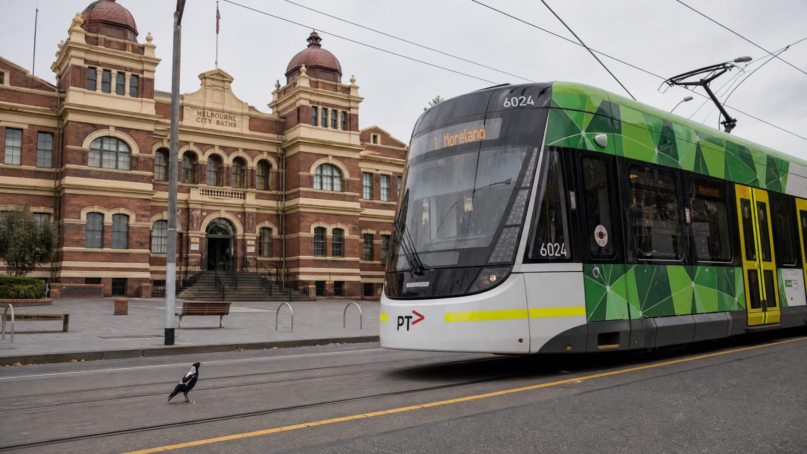 A magpie standing on the tram tracks near the Melbourne City Baths as a Route 1 tram approaches