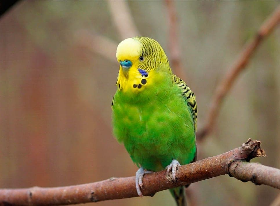 A green and yellow budgerigar perched on a branch, looking down at the camera.