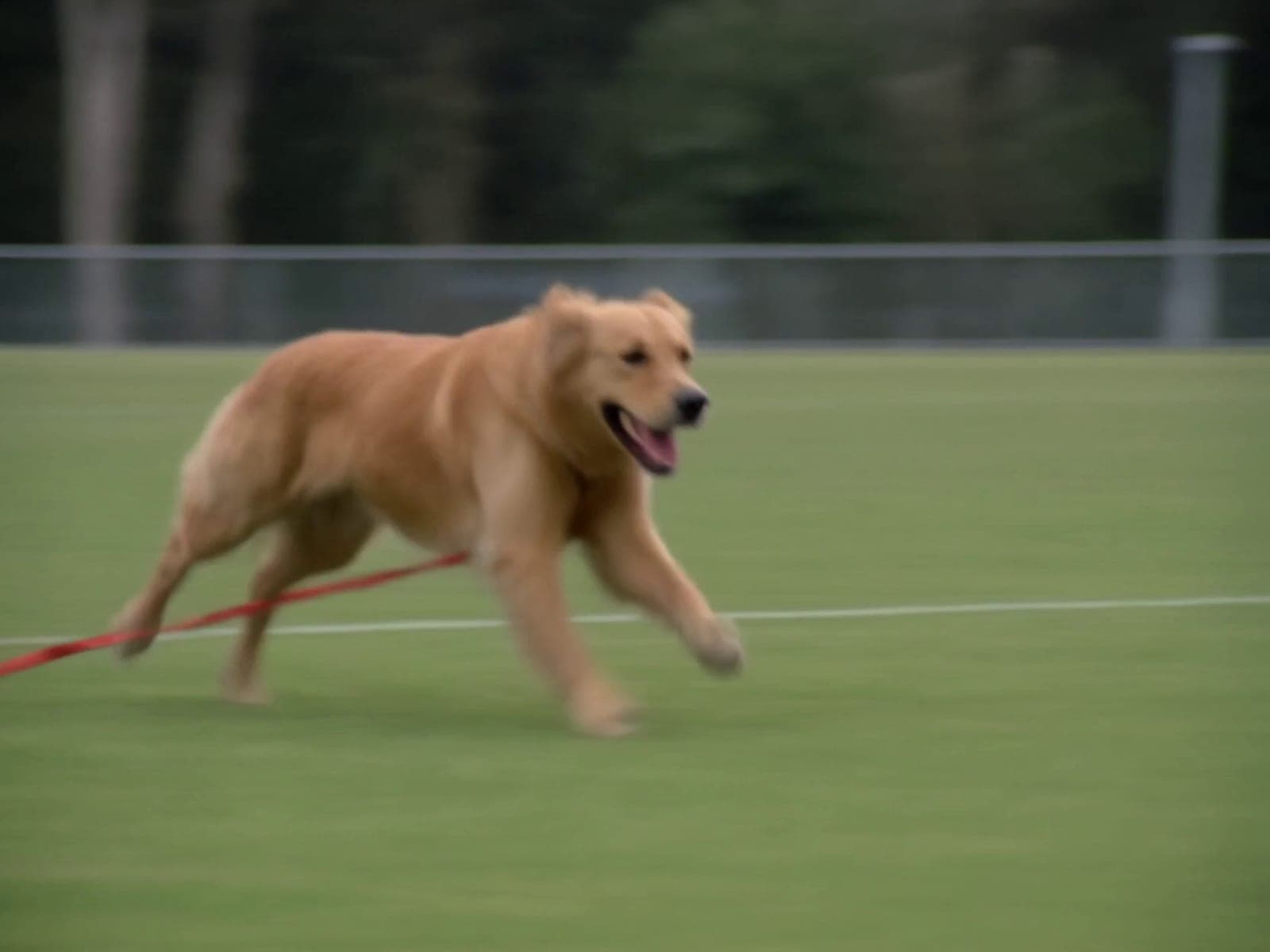A golden retriever running at speed across the grass of a sports oval, mouth open, a red lead trailing loose behind it, crossing a white painted boundary line