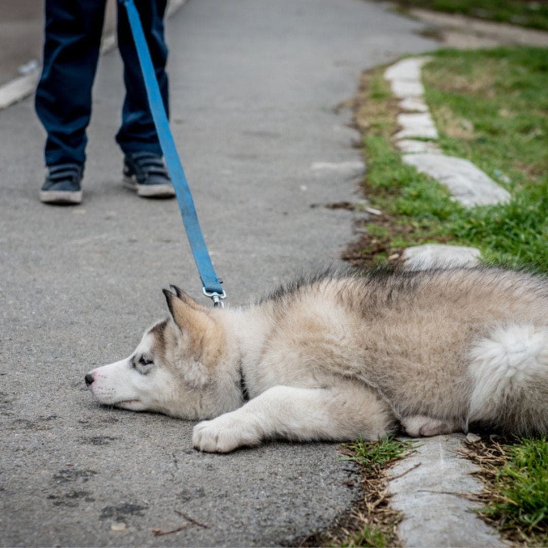 A dog on a leash sitting on a footpath, refusing to walk any further.