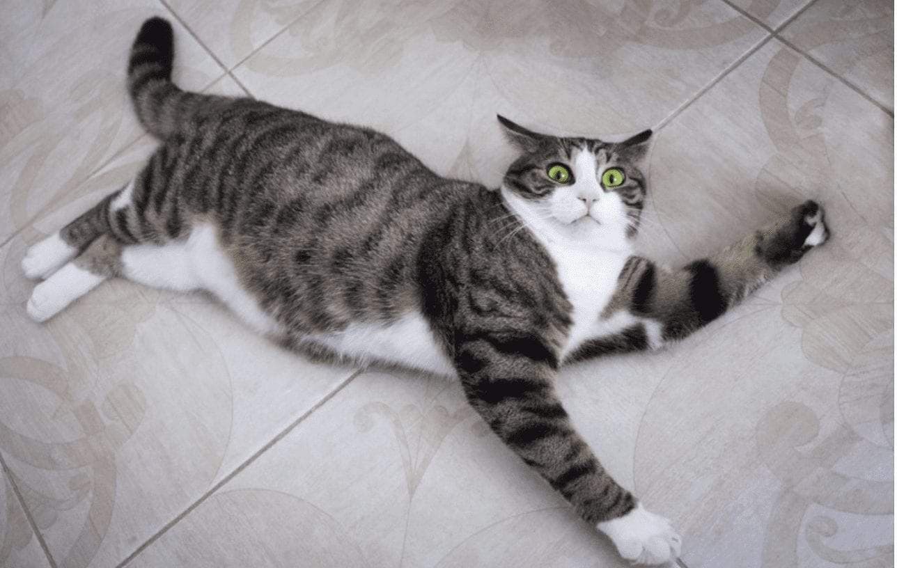 A grey tabby cat mid-stretch on a tiled floor, fully extended with legs outstretched and eyes wide.