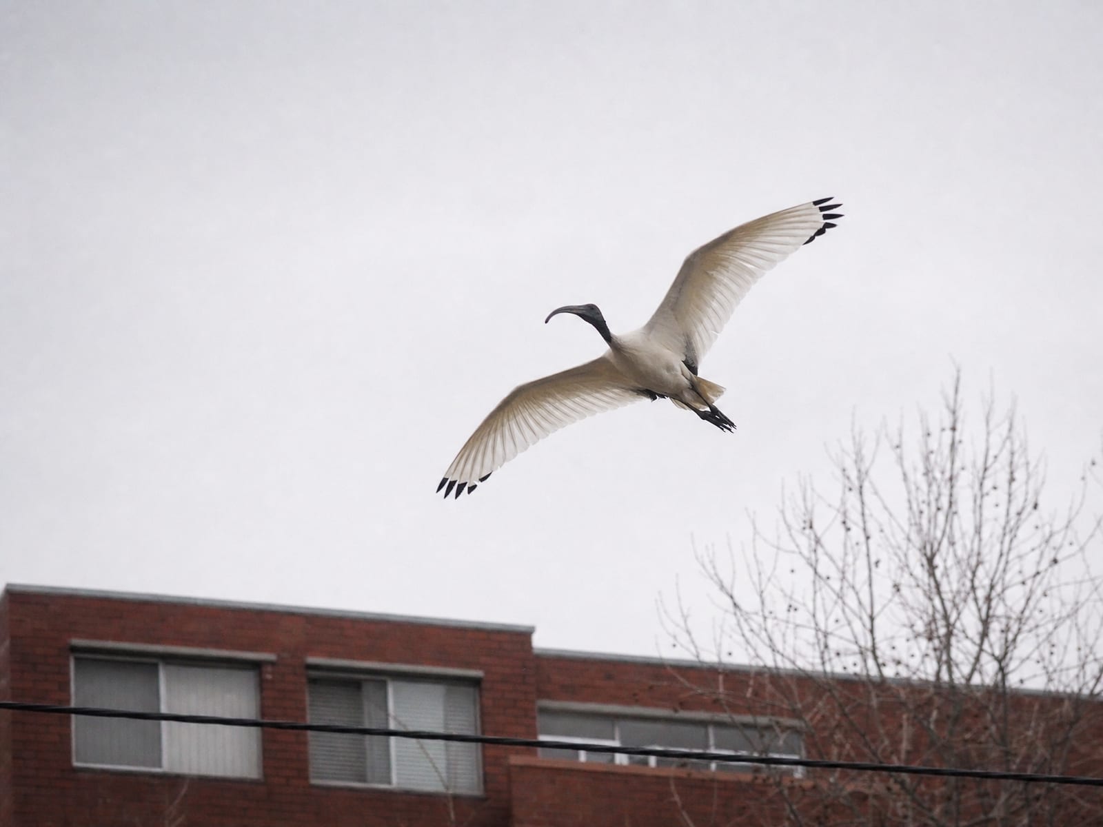 An Australian white ibis in flight with its wings fully outstretched against an overcast grey sky, above the roofline of a red-brick apartment block, a power line and a bare tree